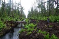 Perode II 2020, PIPPIB Hutan Alam dan Gambut 66,28 Juta Ha