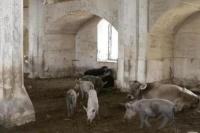 Di Bawah Pendudukan Armenia, Masjid Bersejarah Berubah Jadi Kandang Babi