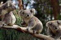 Australia Keluarkan USD18 Juta  Lindungi Koala