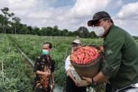 Antisipasi Rusaknya Cabai, Kementan Persiapkan Beberapa Fasilitas Pendingin