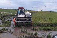 Kawasan Food Estate di Kalteng Siap Panen Padi, BPTP: Hasil akan Capai 4-6 Ton per hektare