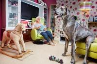 Freddy Anjing Tertinggi di Dunia Tutup Usia