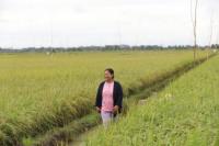 Tanaman Rawan Roboh dan Basah, Petani Food Estate Butuh Pengering