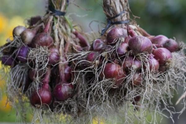 Petani di Kawasan Food Estate Sumatera Utara Mulai Panen Bawang Merah
