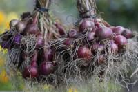 Beberapa Perusahaan dan Pelaku Usaha Siap Borong Bawang di Food Estate Sumut