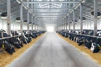 Tingkatkan Industri Susu, Kementan akan Jadikan Memontum Hari Susu Nusantara 