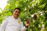 Maksimalkan Pemanfaatan Lahan, Bapeltan Lampung Bertanam Anggur