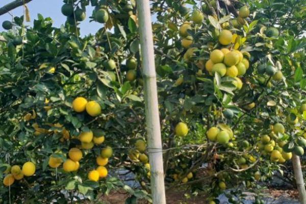 Cegah Penumpukan Stok, Kementan Bantu Petani Edarkan Lemon ke Pasar Jabodetabek-Bali