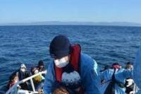 Penjaga Pantai Turki Selamatkan 41 Pencari Suaka di Laut Aegea