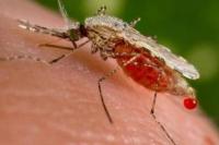 WHO Luncurkan Inisiatif Berantasan Malaria di 25 Negara Pada 2025
