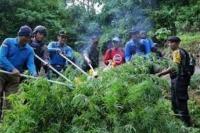 Dua Hektare Ladang Ganja di Aceh Dimusnahkan BNN