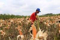 Petani jagung. Foto: kemendespdtt/katakini.com