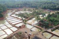 Genjot Produktivitas Perikanan, KKP Kembangkan Kampung Budidaya Patin di Lebak