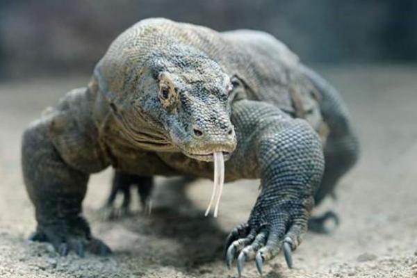 Waduh! Akibat Perubahan Iklim, Komodo Dragon Ini Terancam Punah 