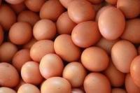 Kementan Komitmen Stabilisasi Harga Telur Ayam Ras, Begini Caranya