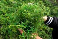 Naiknya Harga Rumput Laut Jadi 30 Ribu Rupiah Buat Petani di Nunukan Bertambah