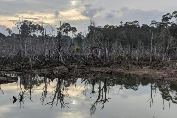 PRIHATIN..!! Banyak Rusak, Kaltara Upayakan Restorasi Mangrove