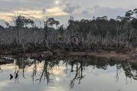 PRIHATIN..!! Banyak Rusak, Kaltara Upayakan Restorasi Mangrove