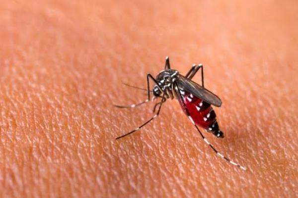 Ilustrasi nyamuk demam berdarah dengue. (Foto: Halodoc) 