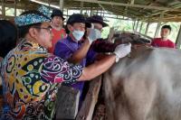 Sekprov Kaltara memberikan vaksinasi penyakit mulut dan kuku kepada hewan ternak di Tanjung Selor. PIJAI PASARIJA/RADAR KALTARA